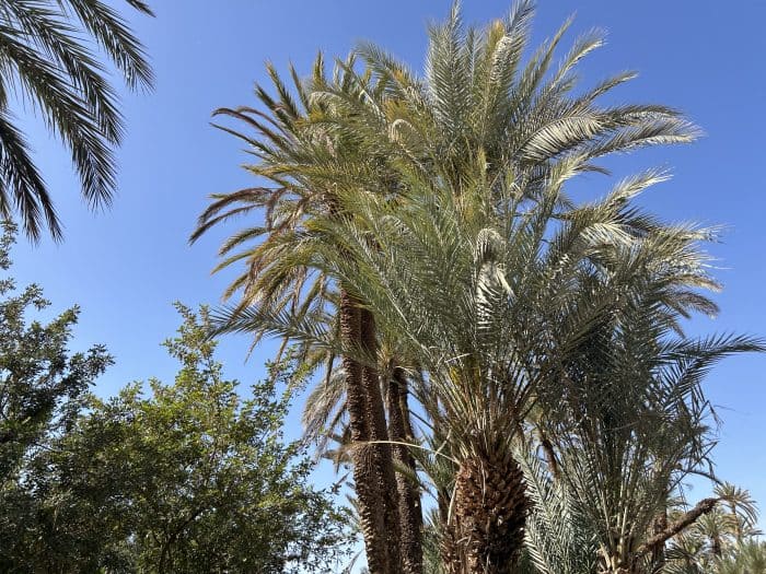 Tiout, Morocco