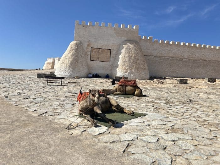 Agadir Oufella, Morocco, Dromedary, Camel