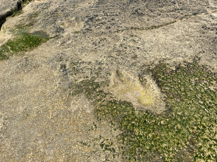 Anza Beach, Morocco, Dinosaur Footprint