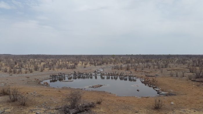 Etosha National Park, Namibia