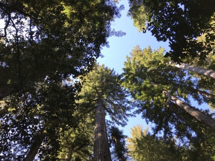 Big Basin Redwoods State Park, California, United States