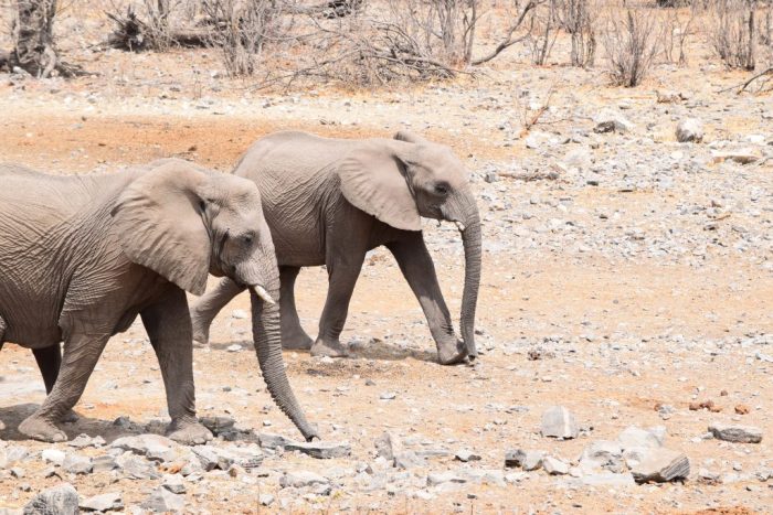 Etosha National Park, Namibia