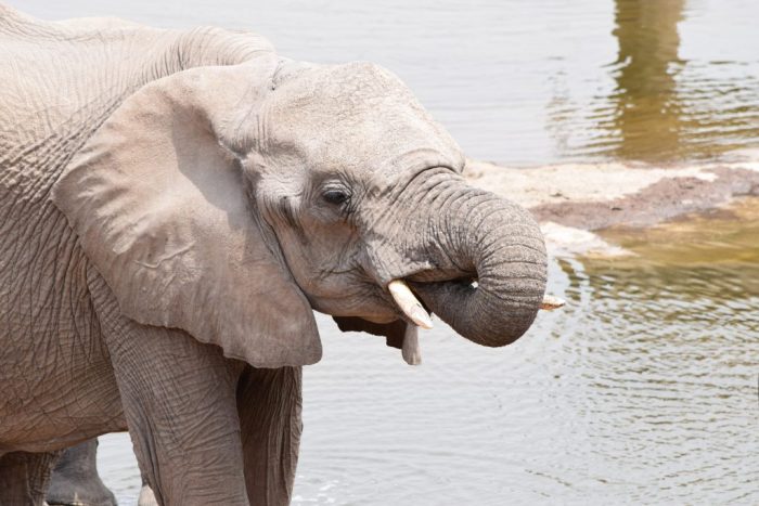 Etosha National Park, Namibia