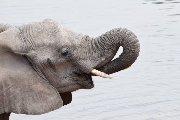 Etosha National Park, Namibia