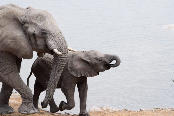 Etosha National Park, Namibia