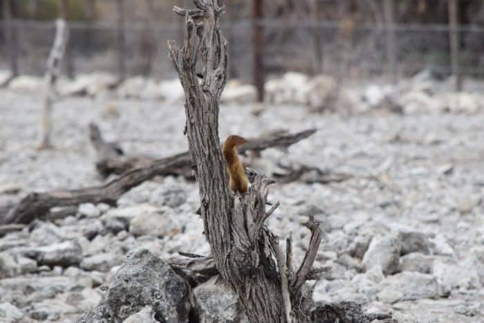Etosha National Park, Namibia