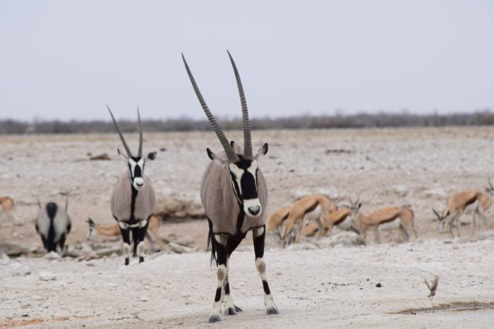 Etosha National Park, Namibia