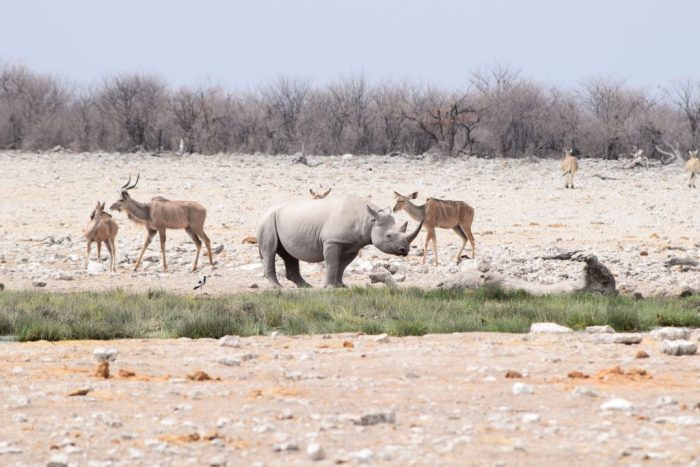 Etosha National Park, Namibia
