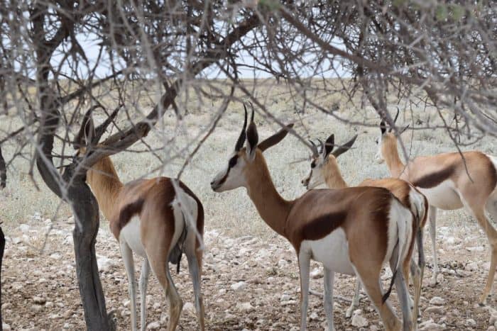 Etosha National Park, Namibia