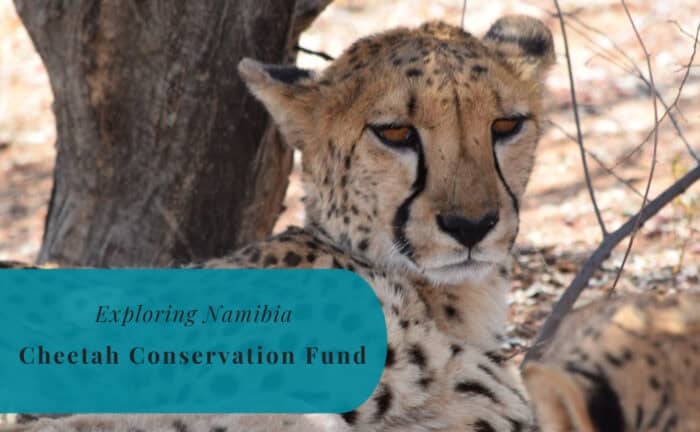 Cheetah Conservation Fund, Exploring Namibia