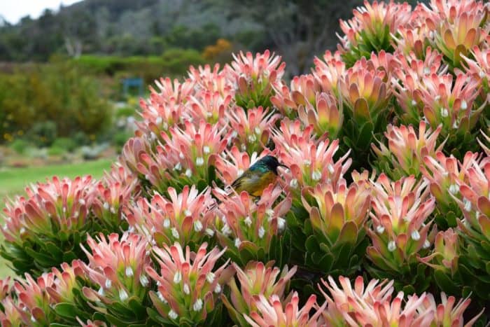 Kirstenbosch Botanical Garden, Cape Town, South Africa