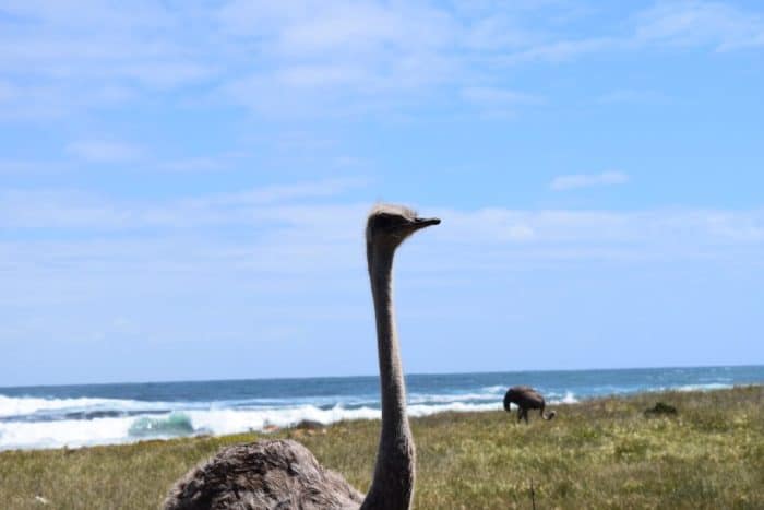 Cape of Good Hope, South Africa