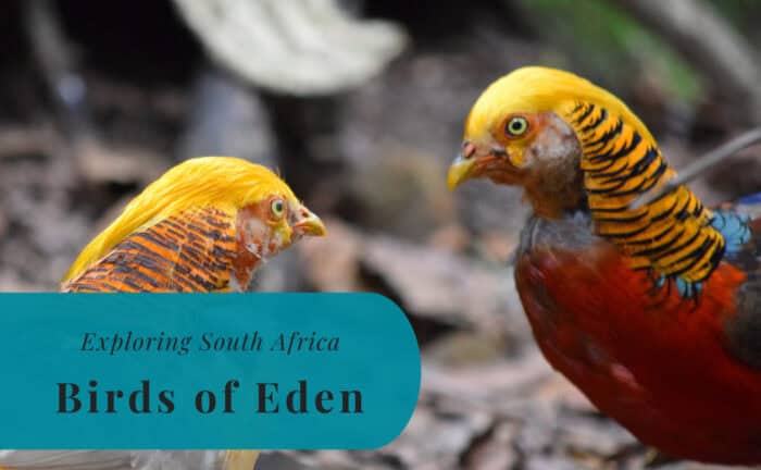 Birds of Eden, Exploring South Africa