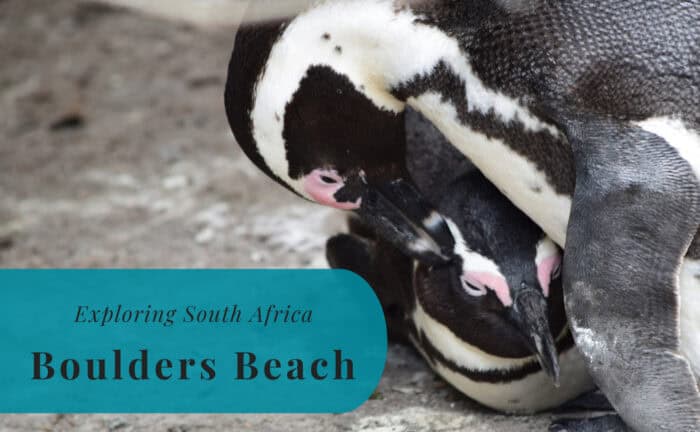 Boulders Beach, Exploring South Africa
