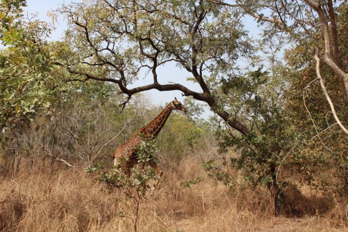 Fathala Wildlife Reserve, Senegal