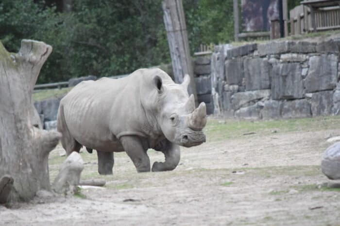 Kolmårdens Djurpark, Östergötland, Sweden, Rhino, Rhinoceros, Noshörning