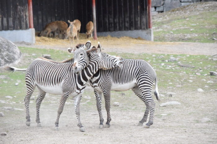 Kolmårdens Djurpark, Östergötland, Sweden, Zebras