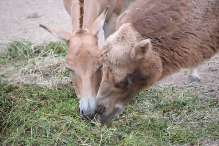 Kolmårdens Djurpark, Östergötland, Sweden, Camel, Kulan