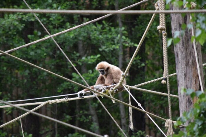 Kolmårdens Djurpark, Östergötland, Sweden, Gibbon, Gibon Monkey