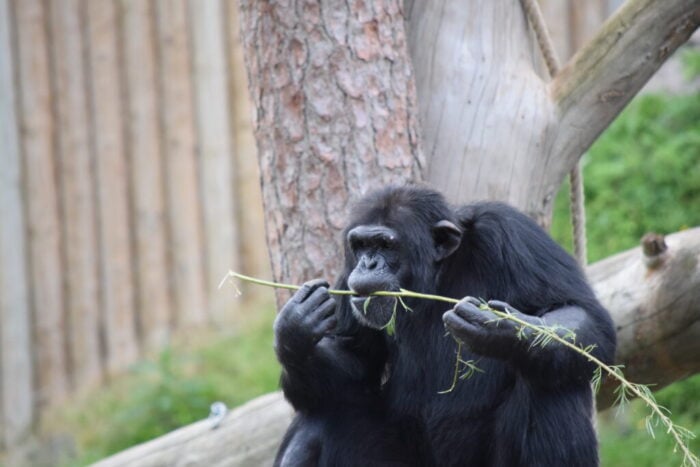 Kolmårdens Djurpark, Östergötland, Sweden, Chimpanzee, Chimpans