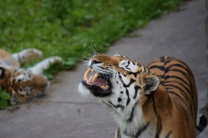 Kolmårdens Djurpark, Östergötland, Sweden, Tiger