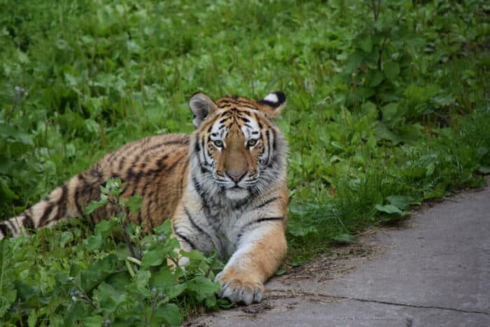 Kolmårdens Djurpark, Östergötland, Sweden, Tiger Cub, Tigerunge