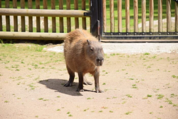 Kolmårdens Djurpark, Östergötland, Sweden, Kapybara, Capybara