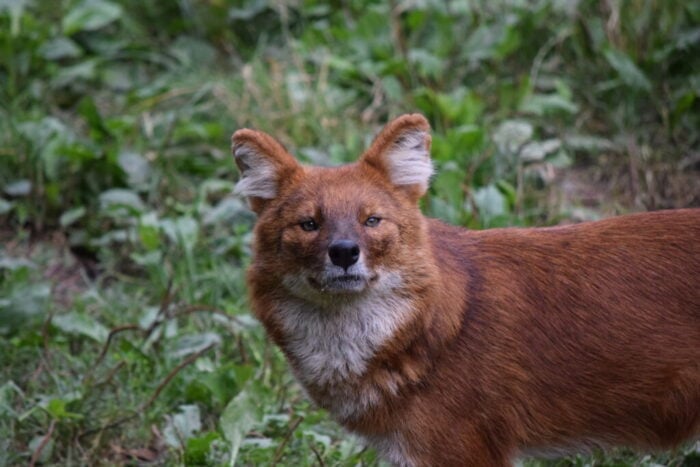 Kolmårdens Djurpark, Östergötland, Sweden, Dhole, Asiatisk Vildhund