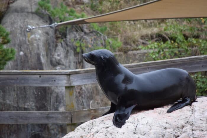 Kolmårdens Djurpark, Östergötland, Sweden, Seal