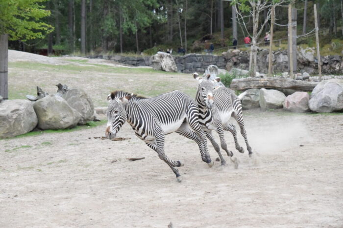 Kolmårdens Djurpark, Östergötland, Sweden, Zebras, Zebror