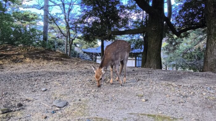 Korea-Japan 2026, Nara, Japan