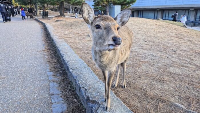 Korea-Japan 2026, Nara, Japan
