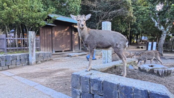 Korea-Japan 2026, Nara, Japan
