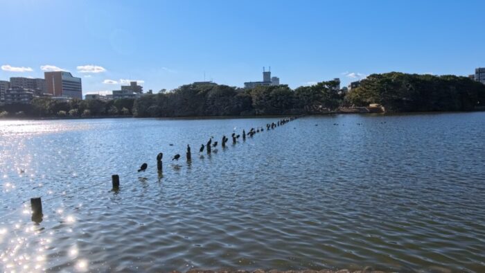 Korea-Japan 2026, Ohori Park, Chuo Ward, Fukuoka, Japan